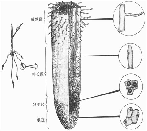 根毛是細胞嗎|根毛:概述,形成,數量,